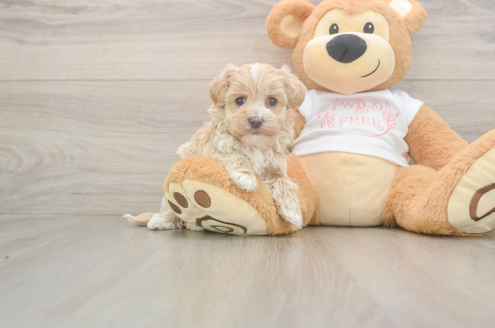 5 week old Maltipoo Puppy For Sale - Pilesgrove Pups