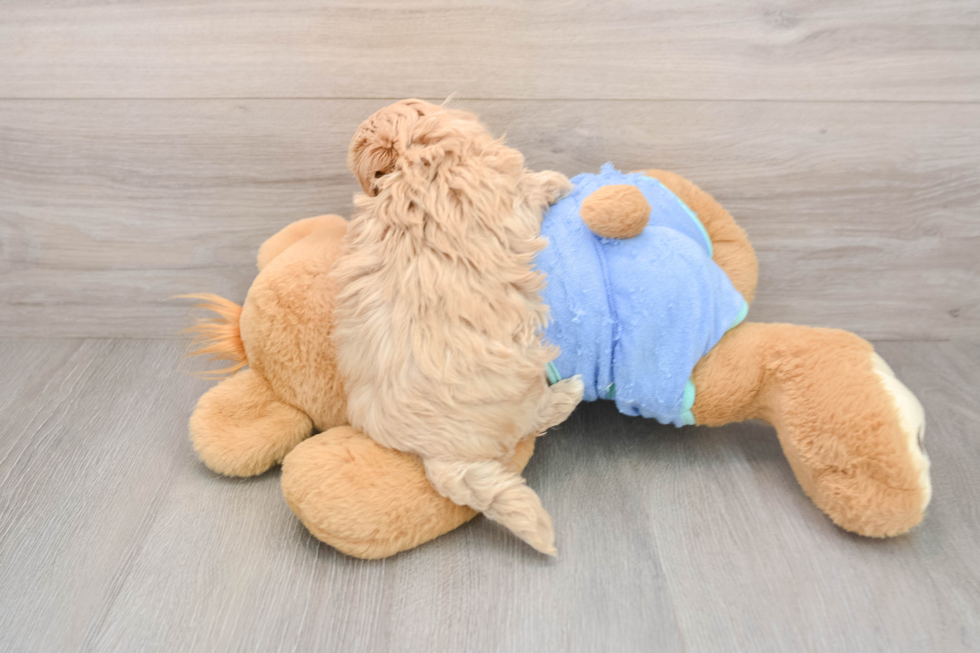 Maltipoo Puppy for Adoption