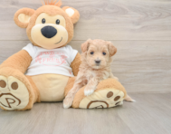 8 week old Maltipoo Puppy For Sale - Pilesgrove Pups