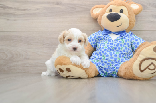 Popular Maltipoo Poodle Mix Pup