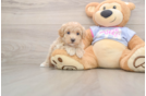 Adorable Multipoo Poodle Mix Puppy