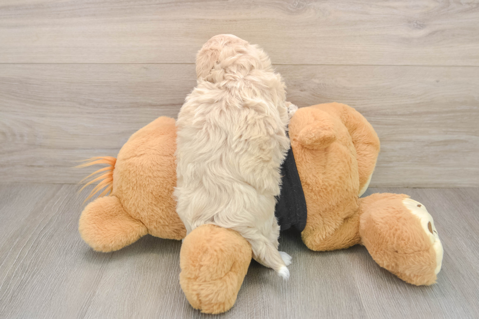 Adorable Maltidoodle Poodle Mix Puppy