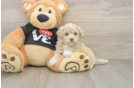 Best Maltipoo Baby