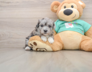 8 week old Maltipoo Puppy For Sale - Pilesgrove Pups