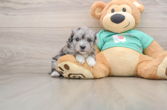 Energetic Maltepoo Poodle Mix Puppy