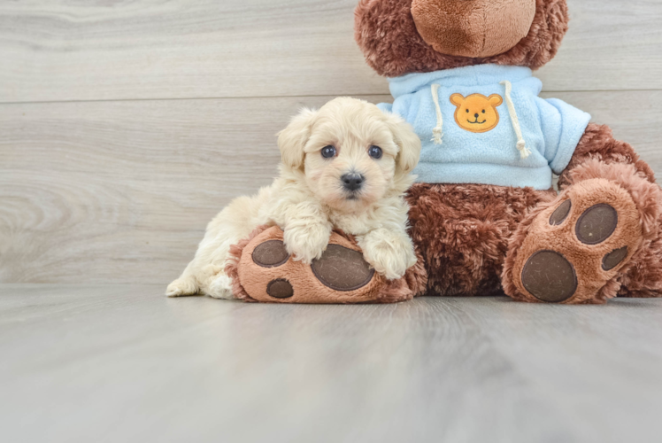 Maltipoo Pup Being Cute