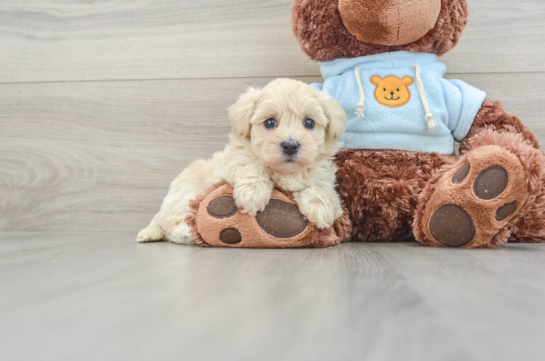 Maltipoo Pup Being Cute