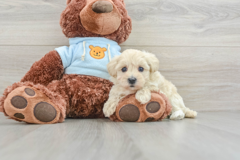 Maltipoo Puppy for Adoption