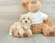 8 week old Maltipoo Puppy For Sale - Pilesgrove Pups