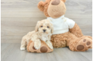 Maltipoo Puppy for Adoption