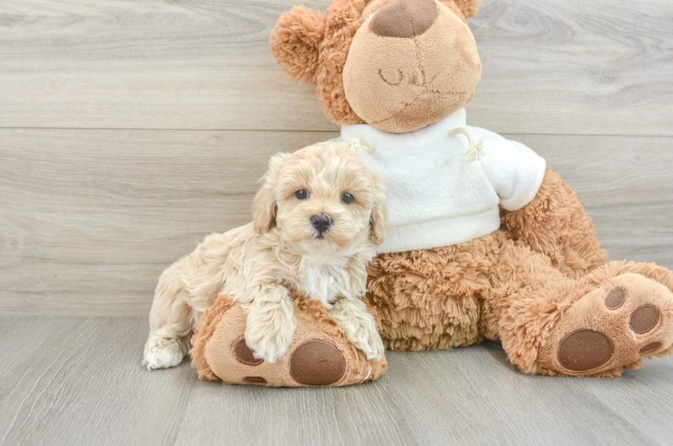 8 week old Maltipoo Puppy For Sale - Pilesgrove Pups