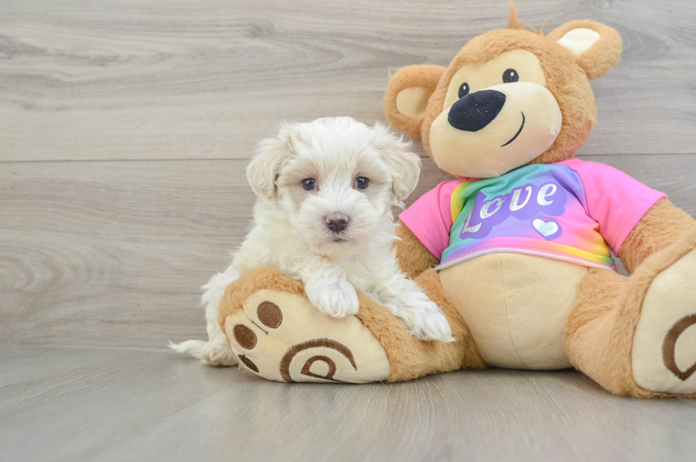 7 week old Maltipoo Puppy For Sale - Pilesgrove Pups