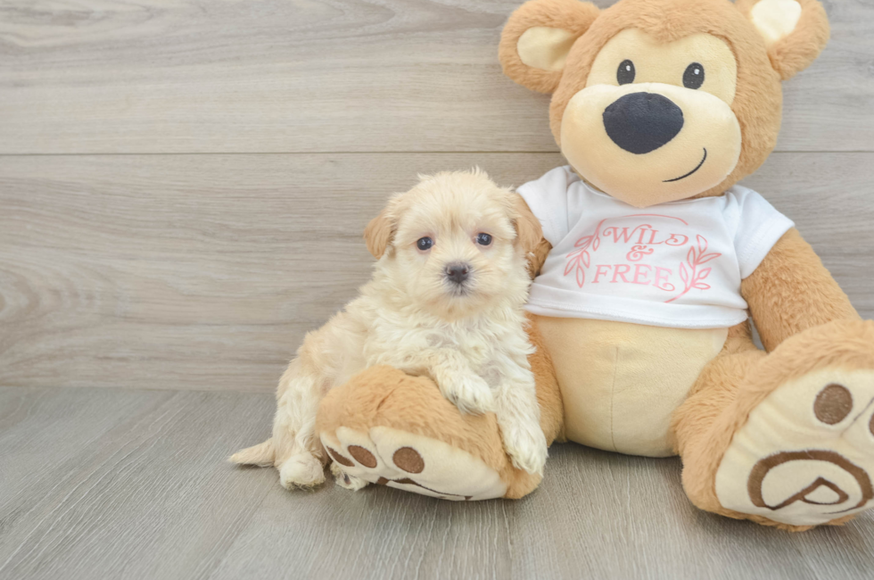 5 week old Maltipoo Puppy For Sale - Pilesgrove Pups
