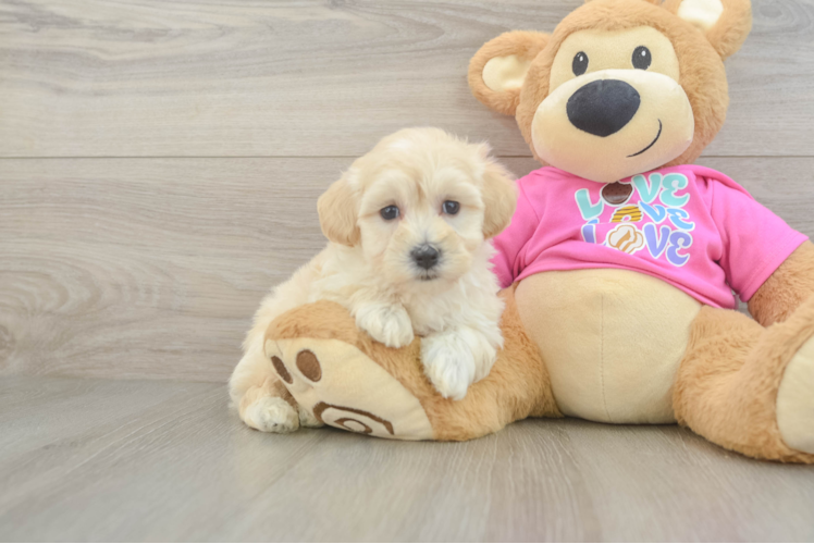 Best Maltipoo Baby