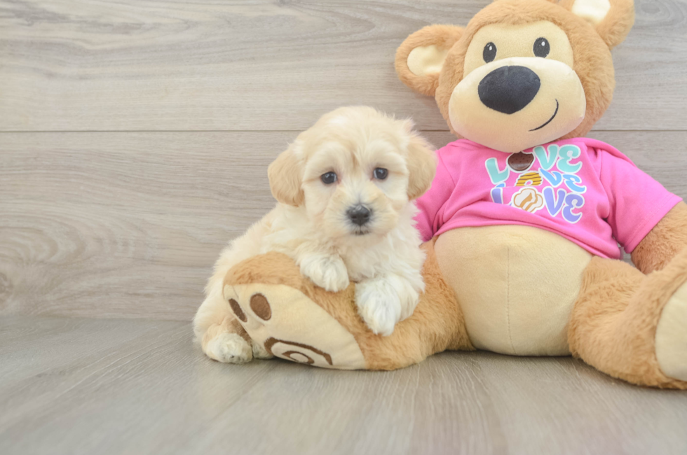 7 week old Maltipoo Puppy For Sale - Pilesgrove Pups