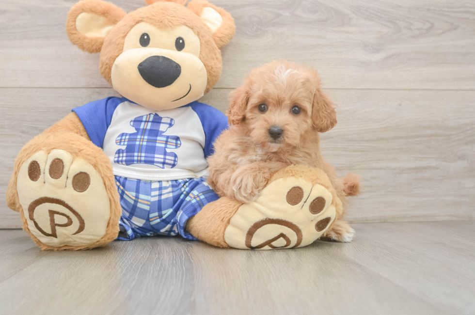 6 week old Maltipoo Puppy For Sale - Pilesgrove Pups