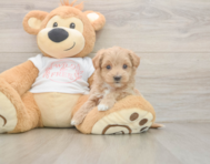 6 week old Maltipoo Puppy For Sale - Pilesgrove Pups