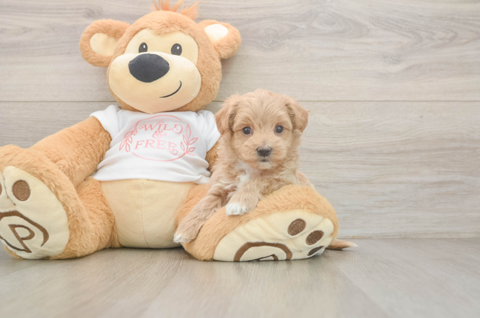 5 week old Maltipoo Puppy For Sale - Pilesgrove Pups