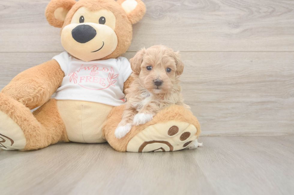 5 week old Maltipoo Puppy For Sale - Pilesgrove Pups
