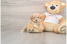 Maltipoo Puppy for Adoption