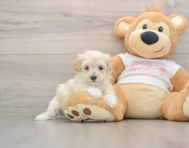 8 week old Maltipoo Puppy For Sale - Pilesgrove Pups