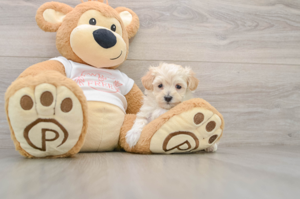 Maltipoo Pup Being Cute