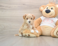 8 week old Maltipoo Puppy For Sale - Pilesgrove Pups