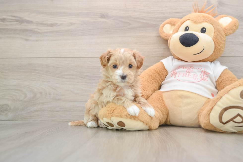 Popular Maltipoo Poodle Mix Pup