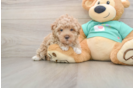 Petite Maltipoo Poodle Mix Pup