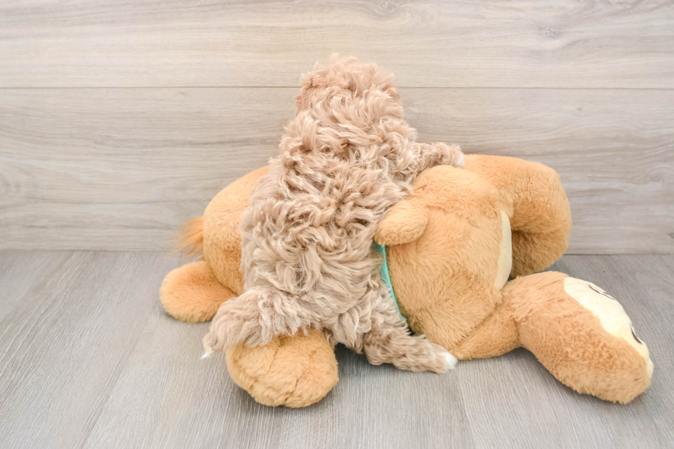 Adorable Moodle Poodle Mix Puppy