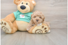 Maltipoo Pup Being Cute