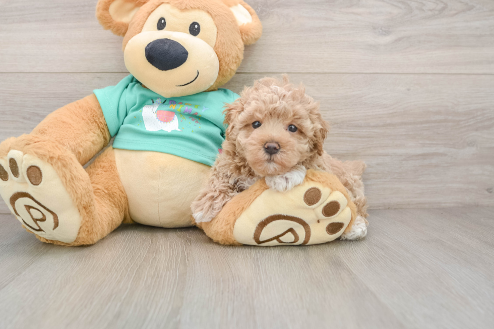 Maltipoo Pup Being Cute
