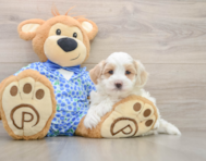 7 week old Maltipoo Puppy For Sale - Pilesgrove Pups