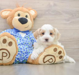 7 week old Maltipoo Puppy For Sale - Pilesgrove Pups