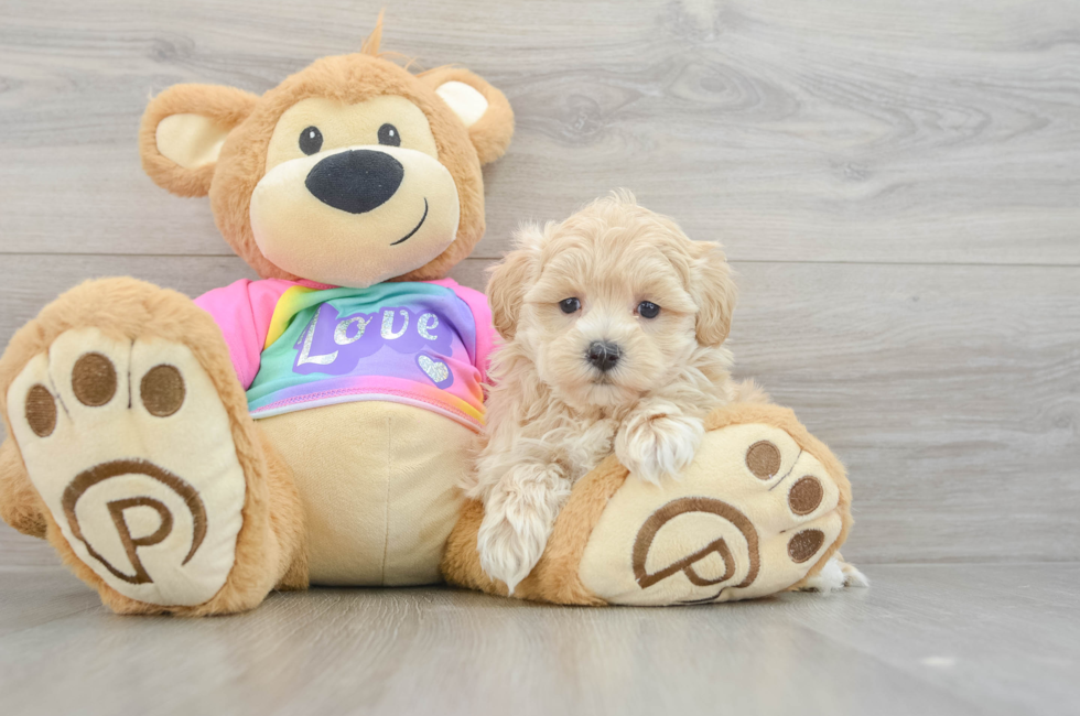 7 week old Maltipoo Puppy For Sale - Pilesgrove Pups
