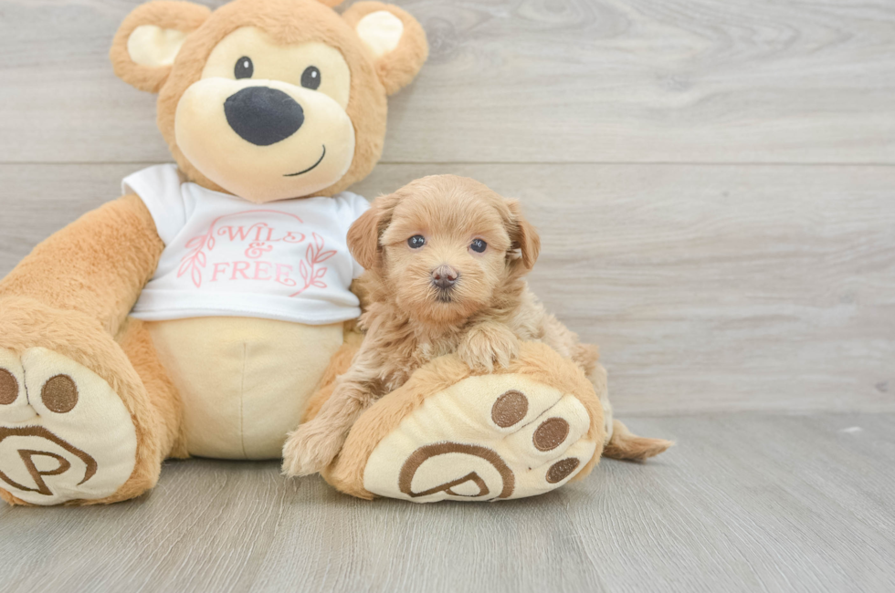 5 week old Maltipoo Puppy For Sale - Pilesgrove Pups