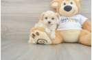 Funny Maltipoo Poodle Mix Pup