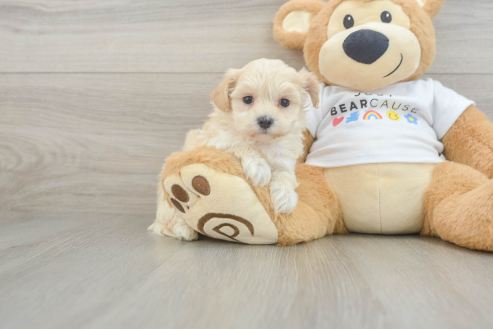 Funny Maltipoo Poodle Mix Pup