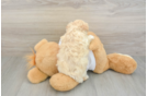 Adorable Multipoo Poodle Mix Puppy