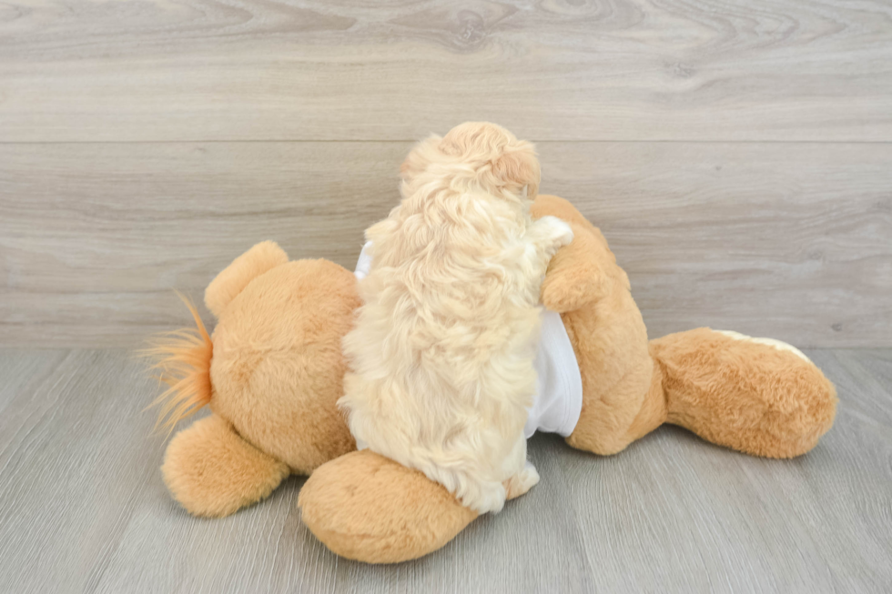 Adorable Multipoo Poodle Mix Puppy