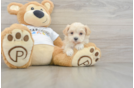 Little Moodle Poodle Mix Puppy