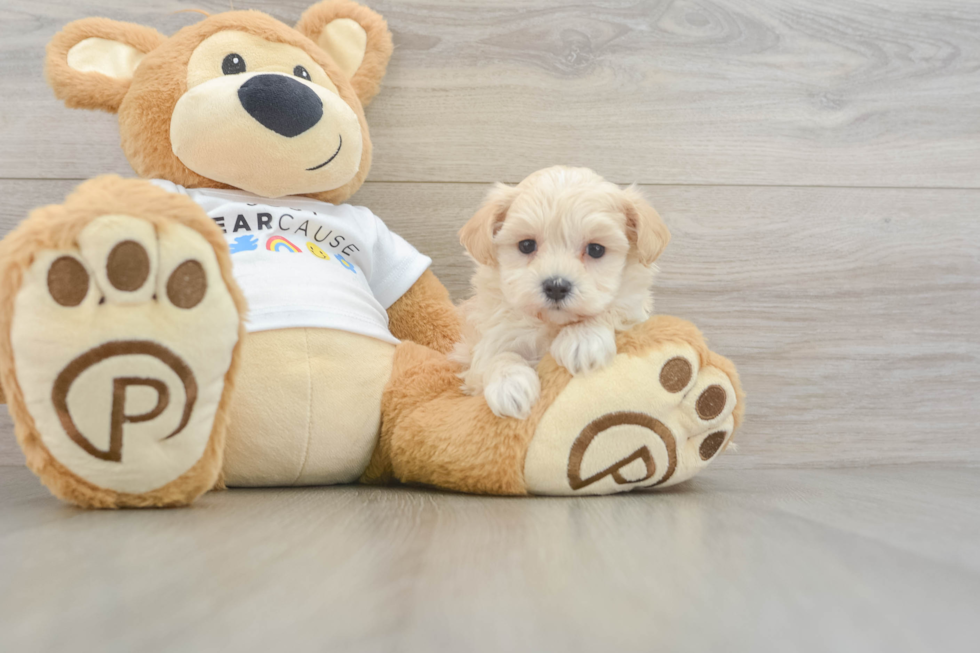 Little Moodle Poodle Mix Puppy