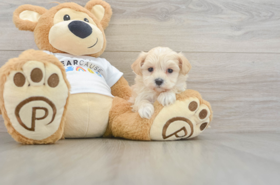 Little Moodle Poodle Mix Puppy