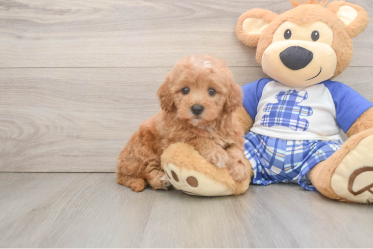 Best Maltipoo Baby