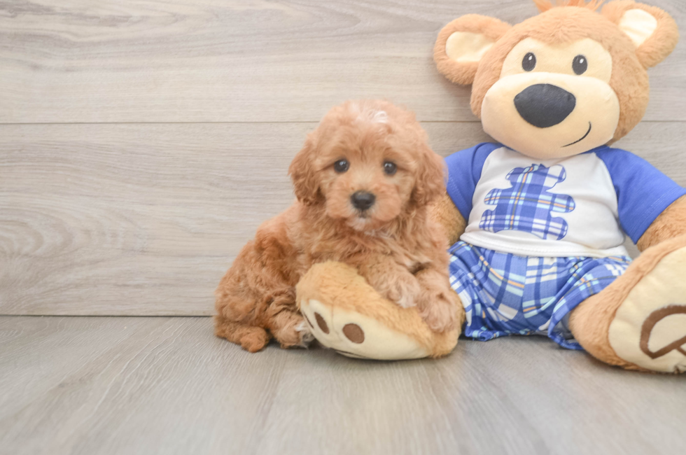 6 week old Maltipoo Puppy For Sale - Pilesgrove Pups