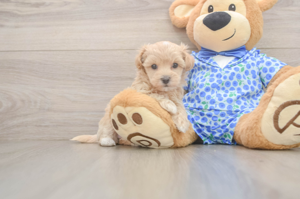 5 week old Maltipoo Puppy For Sale - Pilesgrove Pups