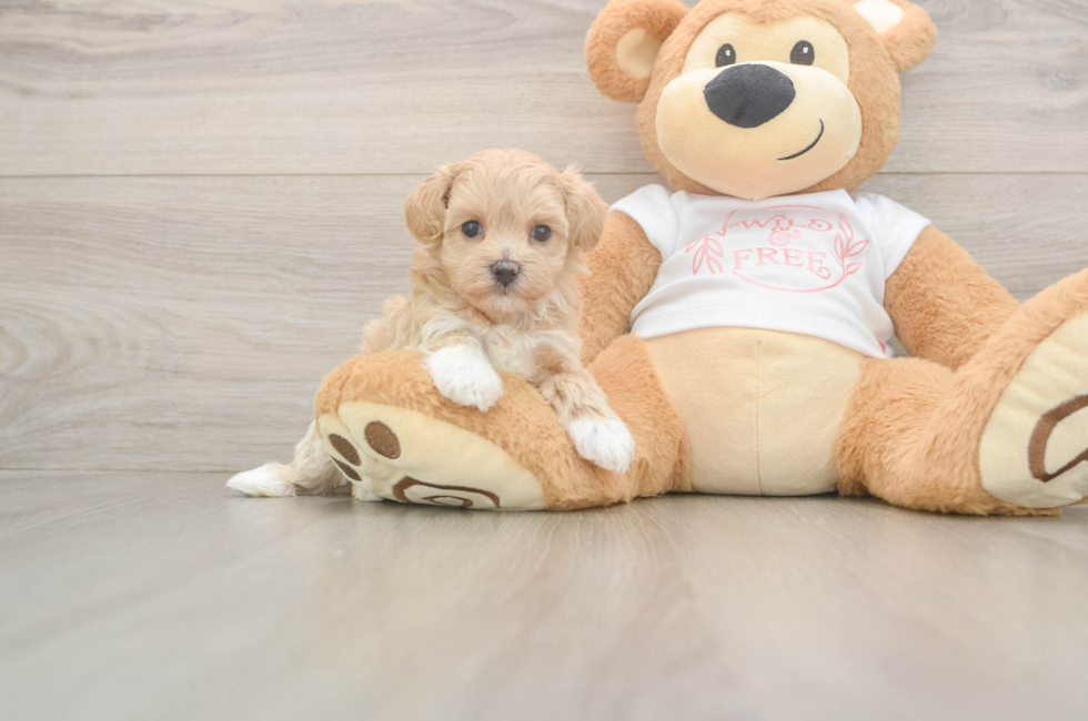 5 week old Maltipoo Puppy For Sale - Pilesgrove Pups