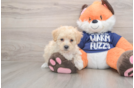 Playful Moodle Poodle Mix Puppy