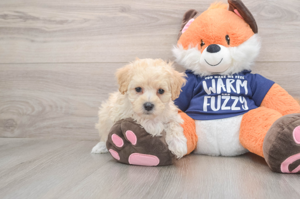 Playful Moodle Poodle Mix Puppy