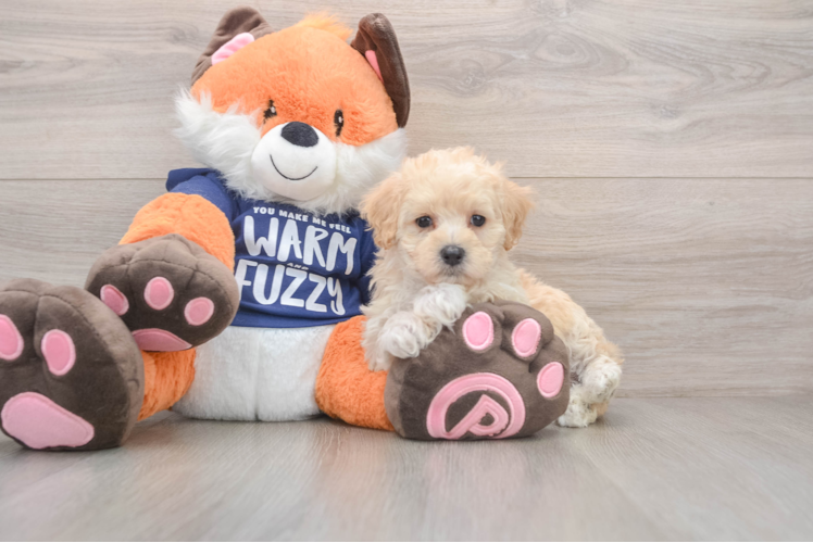 Adorable Maltese Poodle Poodle Mix Puppy